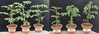 Drought stress amelioration in tomato (Solanum lycopersicum L.) seedlings by biostimulant as regenerative agent